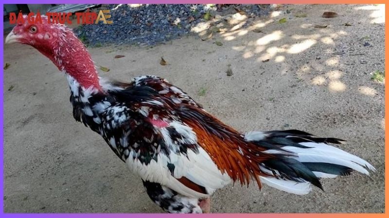 Hàng độ gà chọi - Bí mật tạo nên chiến kê bất bại! 6 Bí quyết chọn gà chọi hàng độ tốt nhất