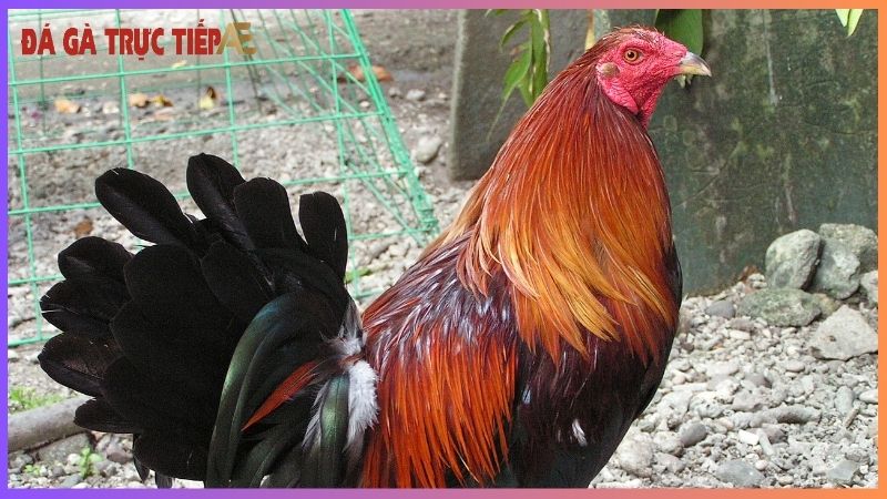 Gà chọi ở đâu hay nhất - Điểm danh những "lò" nức tiếng 7 Bí quyết chọn gà chọi ở nơi chất lượng