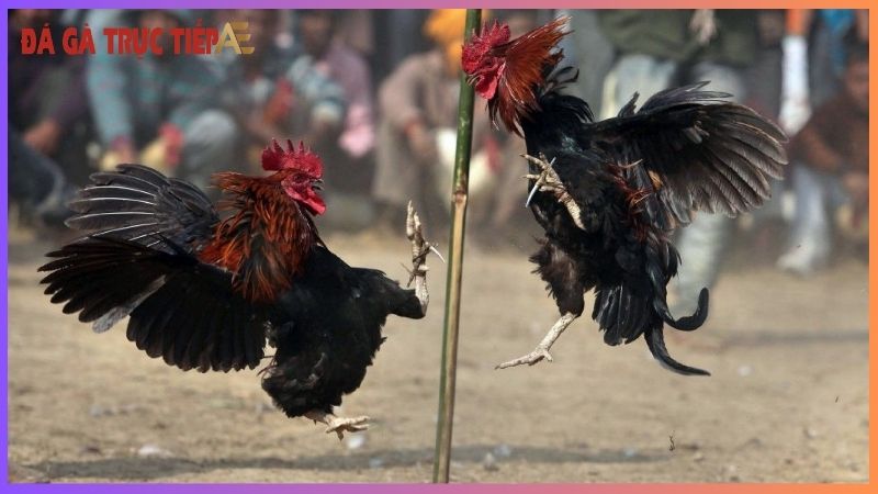 Gà chạy kiệu - "Vũ điệu" lạ mắt gây "ấn tượng" khó quên! 6 Bí quyết nuôi gà chạy kiệu tốt nhất