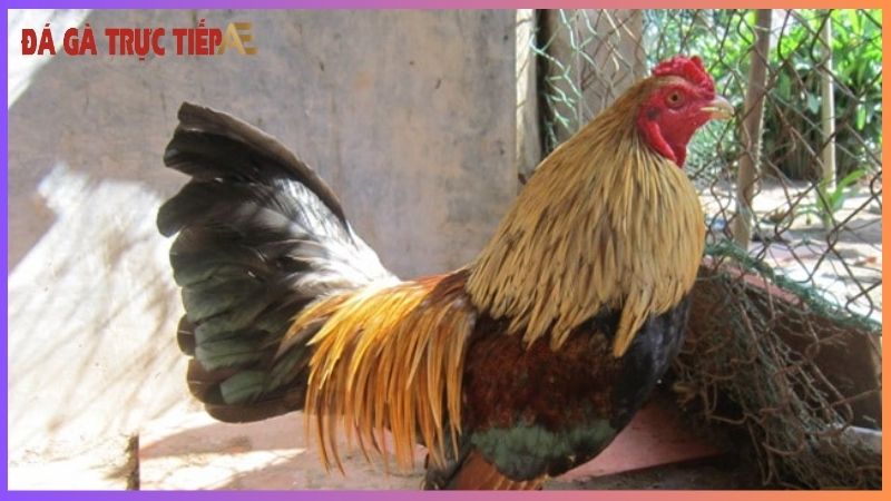 Cho gà ăn gì để lông mượt - Bí kíp chọn thức ăn chuẩn 6 Cách chăm sóc và vệ sinh giúp lông gà mượt mà