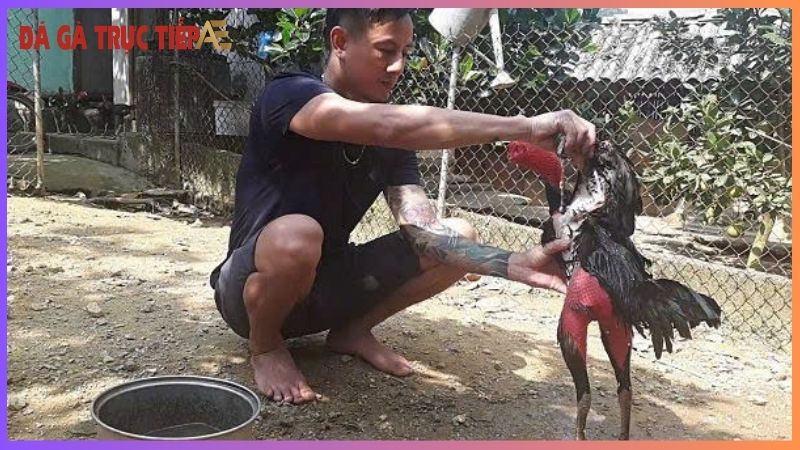 Hướng dẫn cách ngâm rượu bóp cho gà chọi gia tăng sức bền 6 Cách ngâm rượu bóp cho gà chọi hiệu quả