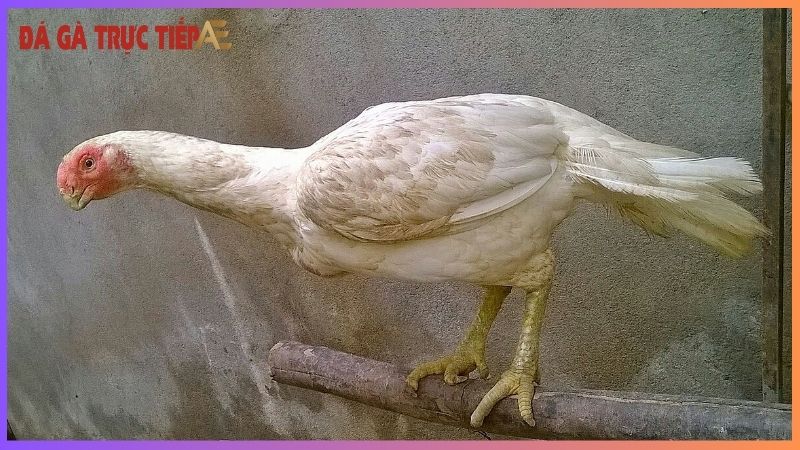 Cách nhận biết gà Asil - "Thần kê" không lẫn vào đâu! 6 Cách nhận biết gà Asil qua tính cách và lối đá
