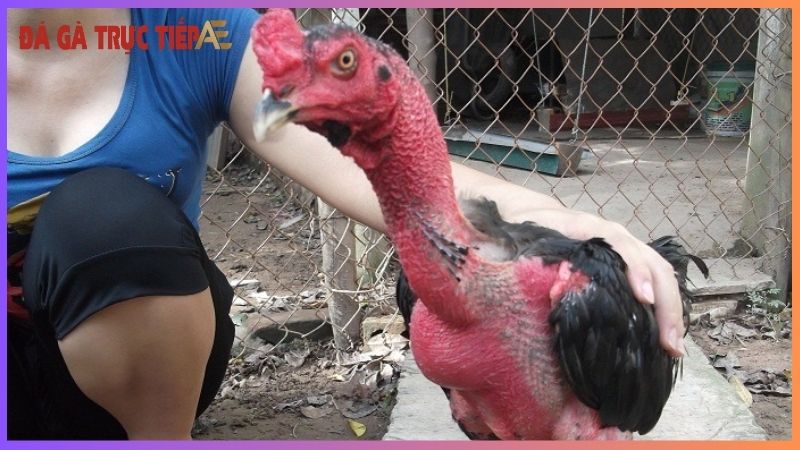 Cách nuôi gà đá bị suy giúp gà lấy lại phong độ vốn có 5 Cách nhận diện gà đá bị suy yếu