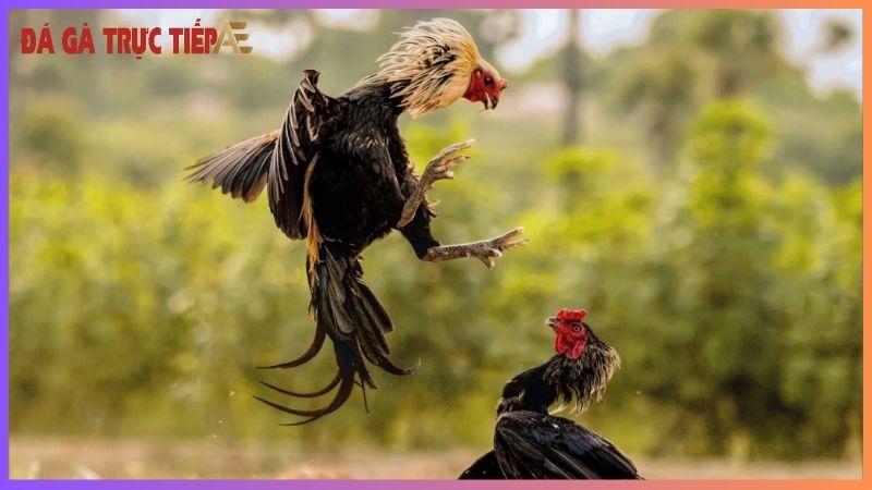 Hàng độ gà chọi - Bí mật tạo nên chiến kê bất bại! 7 Cách nuôi gà chọi hàng độ khỏe mạnh