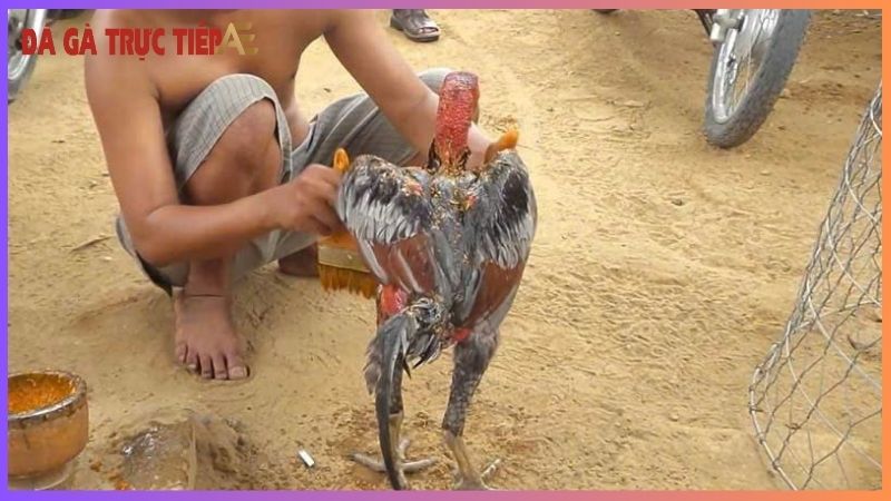 Cách vào nghệ cho gà chọi - Da dày, gân cốt khoẻ như voi 7 Chăm sóc gà chọi sau khi vào nghệ cần lưu ý gì?