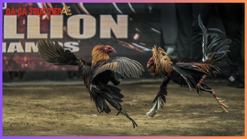 Đá gà trực tuyến trên mạng - Thỏa mãn đam mê mọi lúc mọi nơi 5 Đá gà trực tuyến trên mạng có gì đặc biệt?