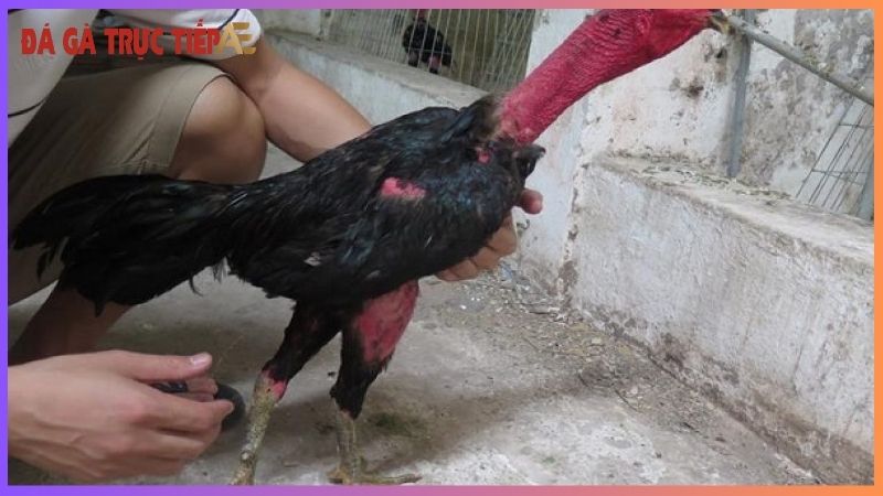 Gà chọi tía chân xanh - Vẻ đẹp kiêu hùng, sức mạnh vô song 5 Đôi nét về gà chọi tía chân xanh