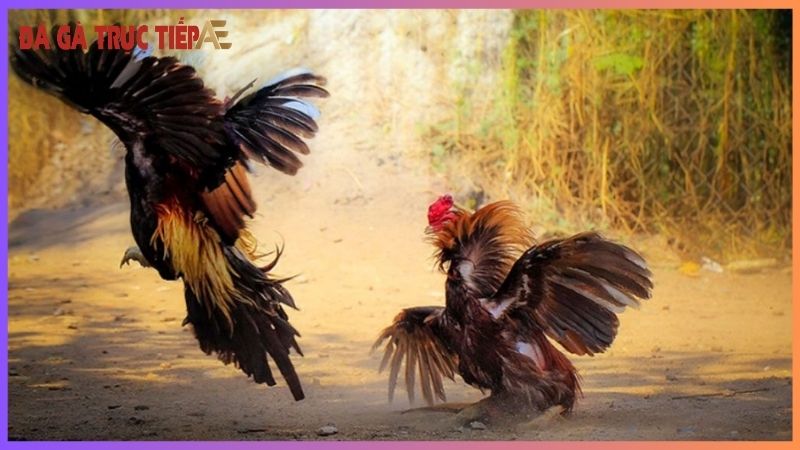 Gà chạy kiệu - "Vũ điệu" lạ mắt gây "ấn tượng" khó quên! 5 Giải mã gà chạy kiệu là gì?