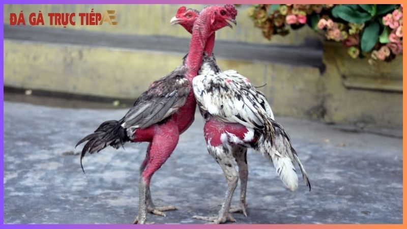 Hàng độ gà chọi - Bí mật tạo nên chiến kê bất bại! 5 Giải mã hàng độ gà chọi là gì?
