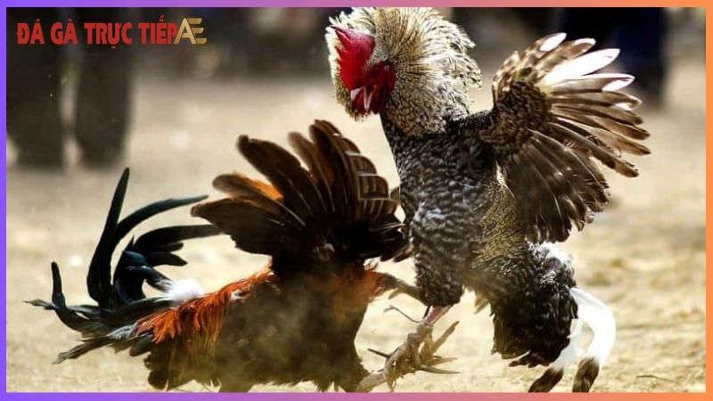 Gà chọi đá mé - Đòn hiểm khó lường, chiến thắng bất ngờ! 5 Giới thiệu về gà chọi đá mé