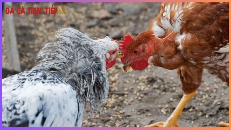Xem đá gà cựa sắt ăn tiền - Hồi hộp, kịch tính đến phút cuối 6 Hướng dẫn cá cược trong đá gà cựa sắt ăn tiền