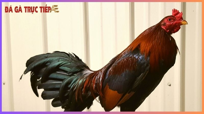 Cách nhận biết gà Asil - "Thần kê" không lẫn vào đâu! 7 Hướng dẫn chăm sóc gà Asil đúng chuẩn