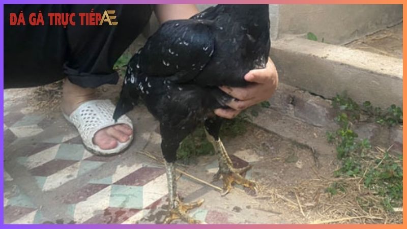 Gà chọi tía chân xanh - Vẻ đẹp kiêu hùng, sức mạnh vô song 6 Hướng dẫn nuôi gà tía chân xanh khỏe mạnh