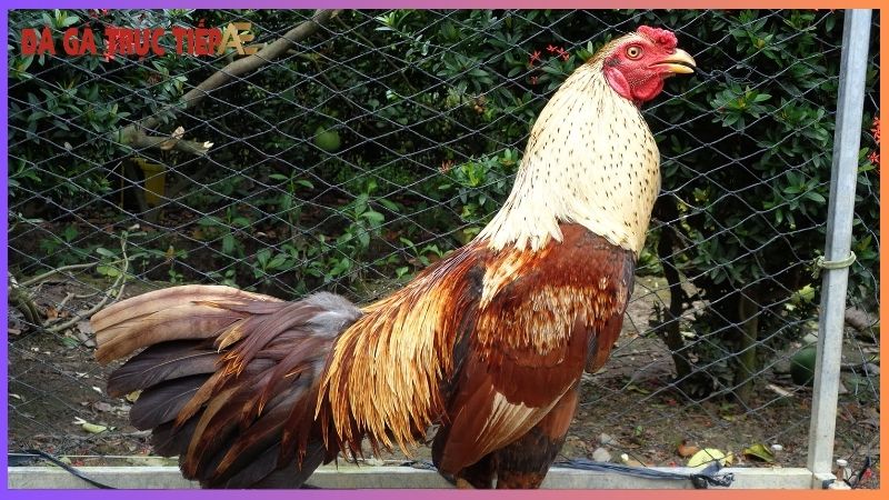 Cho gà ăn gì để lông mượt - Bí kíp chọn thức ăn chuẩn 5 Lý do dinh dưỡng quan trọng đối với bộ lông của gà