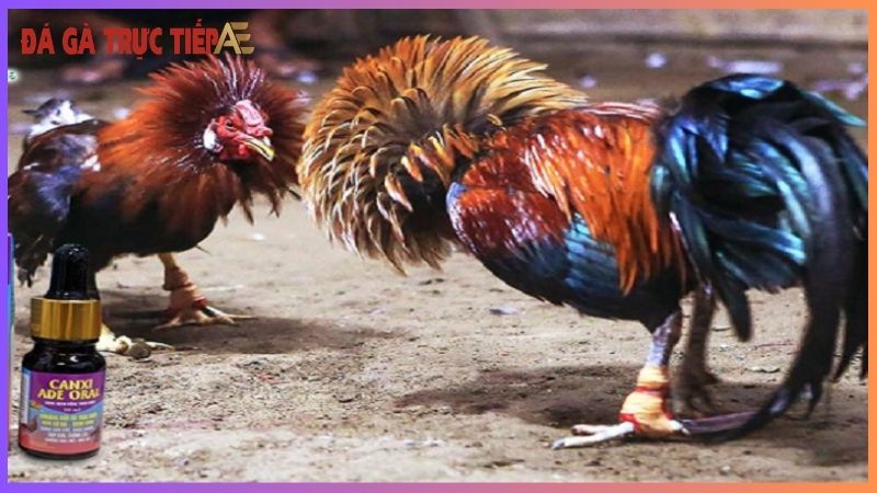 Các loại thuốc tăng cơ bắp cho gà - Bí kíp giúp gà đá hay 5 Một số nhóm thuốc tăng cơ bắp cho gà hiệu quả