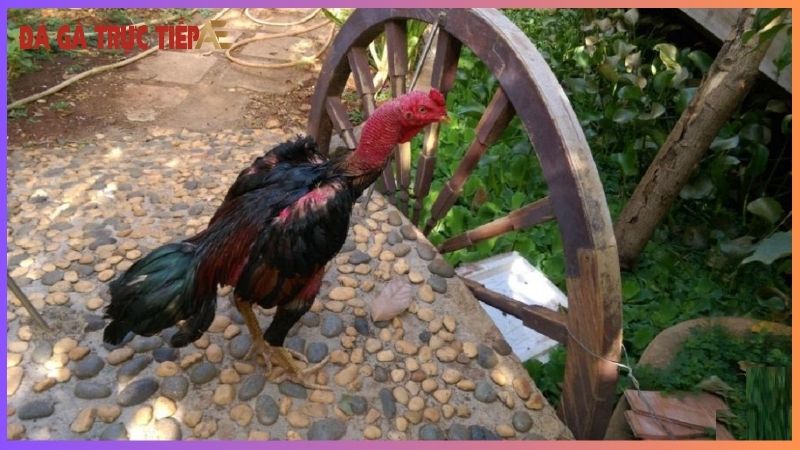 Cách chữa gà bị đau chân - Mẹo khỏi ngay "nhanh chóng mặt" 7 Những biện pháp phòng tránh gà bị đau chân