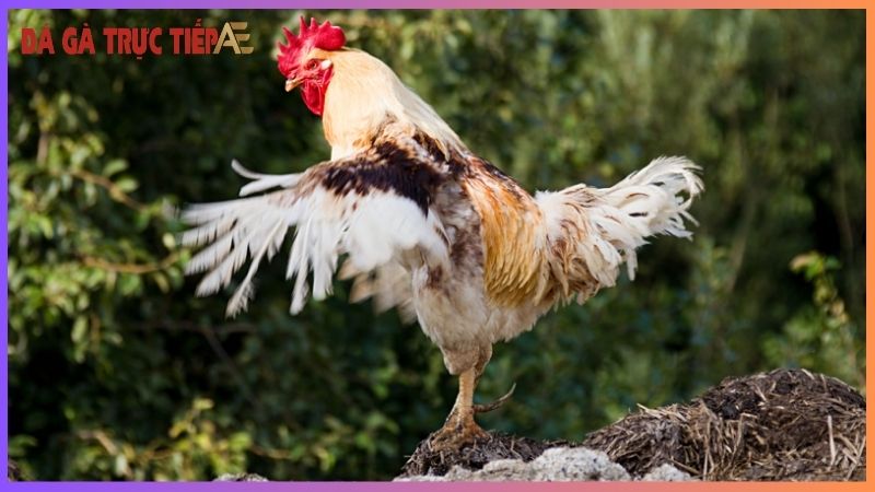 Cho gà ăn gì để lông mượt - Bí kíp chọn thức ăn chuẩn 7 Những điều cần nhớ khi cho gà ăn để có lông mượt