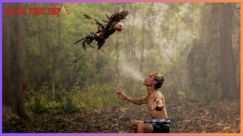 Hướng dẫn cách ngâm rượu bóp cho gà chọi gia tăng sức bền 7 Những lưu ý khi chăm sóc gà chọi bằng rượu bóp