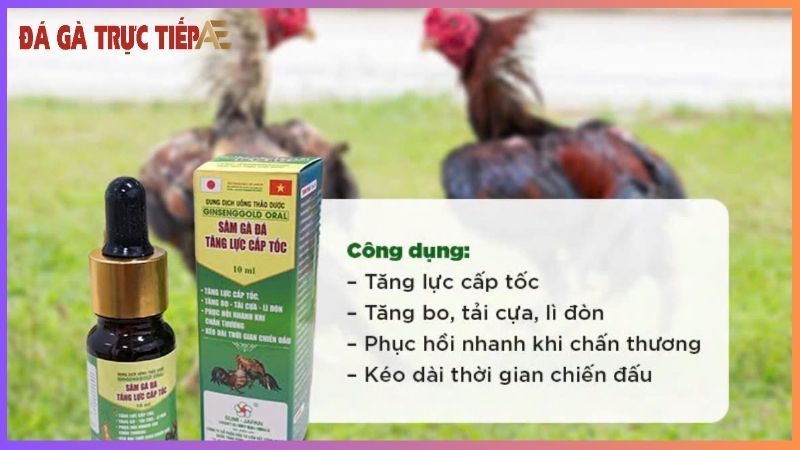 Các loại thuốc tăng cơ bắp cho gà - Bí kíp giúp gà đá hay 7 Những lưu ý khi dùng thuốc tăng cơ cho gà