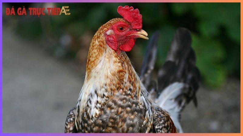 Gà chọi ở đâu hay nhất - Điểm danh những "lò" nức tiếng 6 Những nơi nuôi gà chọi nổi tiếng tại Việt Nam