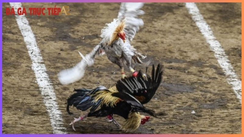 Gà chọi đá mé - Đòn hiểm khó lường, chiến thắng bất ngờ! 7 Những phương pháp nuôi gà chọi đá mé tốt nhất