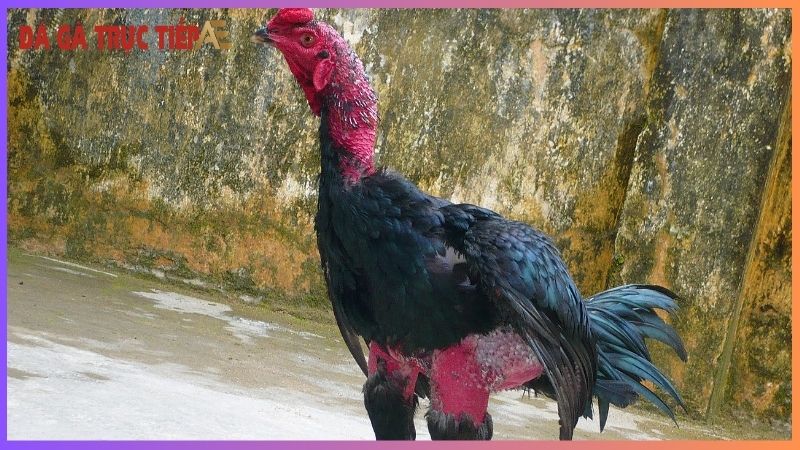 Gà chọi ở đâu hay nhất - Điểm danh những "lò" nức tiếng 5 Những yếu tố làm nên một chiến kê thượng hạng