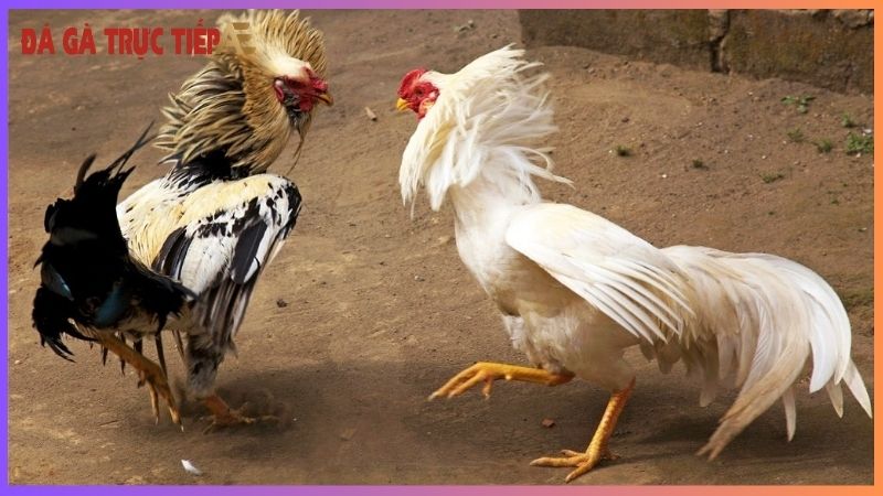 Gà chạy kiệu - "Vũ điệu" lạ mắt gây "ấn tượng" khó quên! 7 Nuôi gà chạy kiệu mang lại những lợi ích gì?