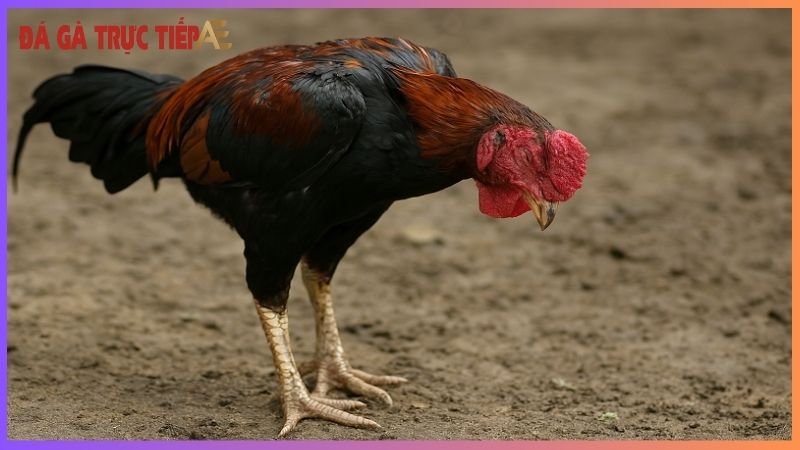Cách chữa gà bị đau chân - Mẹo khỏi ngay "nhanh chóng mặt" 6 Phương pháp điều trị gà bị đau chân hiệu quả nhất
