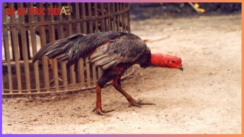 Cách nuôi gà đá bị suy giúp gà lấy lại phong độ vốn có 6 Phương pháp giúp gà đá bị suy phục hồi nhanh chóng