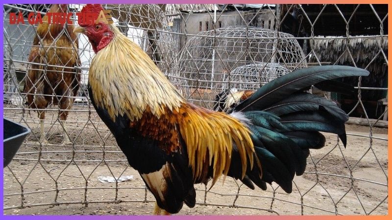 Cách nuôi gà đá bị suy giúp gà lấy lại phong độ vốn có 7 Phương pháp phòng tránh gà đá bị suy