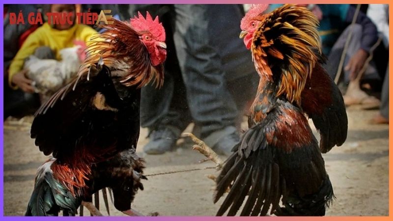 Cách nuôi gà đá mau có lực - Vào mồi chuẩn, ra sân chiến! 7 Phương pháp phục hồi sức khỏe cho gà đá hiệu quả