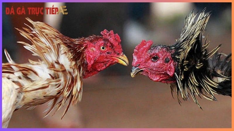 Các loại thuốc tăng cơ bắp cho gà - Bí kíp giúp gà đá hay 6 Tăng cơ bắp cho gà bằng vitamin và các khoáng chất