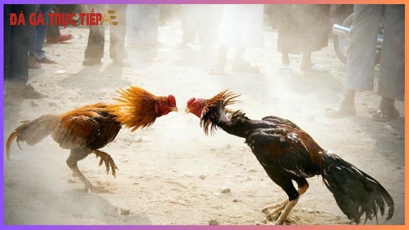 Đá gà trực tuyến trên mạng - Thỏa mãn đam mê mọi lúc mọi nơi 6 Tham gia đá gà trực tuyến trên mạng như thế nào?