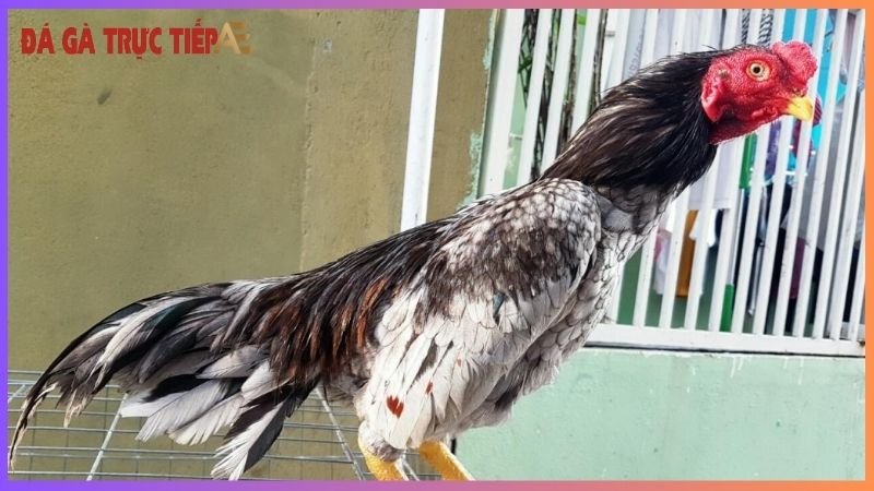 Cách nhận biết gà Asil - "Thần kê" không lẫn vào đâu! 5 Tìm hiểu về gà Asil