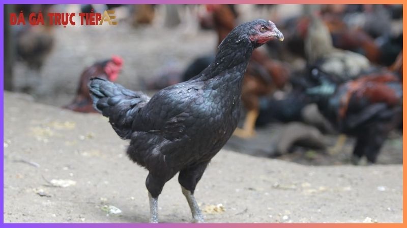 Gà mái chọi dòng - Dòng máu chiến binh, ươm mầm nhà vô địch! 7 Vai trò gà mái chọi dòng với sự phát triển giống gà