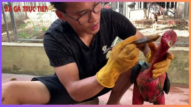 Cách vào nghệ cho gà chọi - Da dày, gân cốt khoẻ như voi 5 Vào nghệ cho gà chọi là phương pháp gì?