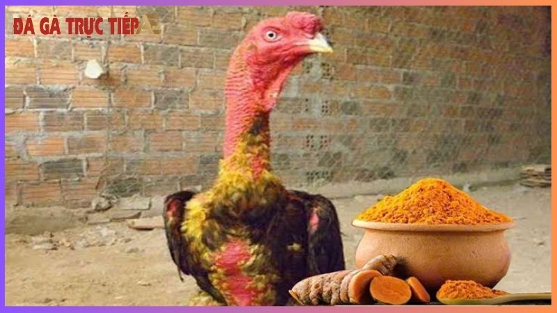 Cách vào nghệ cho gà chọi - Da dày, gân cốt khoẻ như voi 6 Vào nghệ cho gà chọi sao cho đúng và hiệu quả?