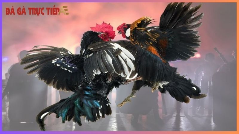 Gà chọi tía chân xanh - Vẻ đẹp kiêu hùng, sức mạnh vô song 7 Vì sao nên nuôi gà tía chân xanh?