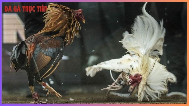 xem đá gà cựa sắt ăn tiền
